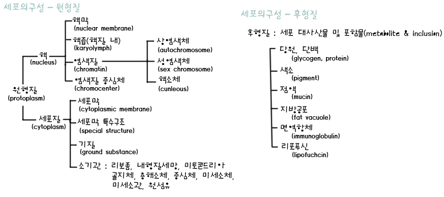 세포구성.jpg