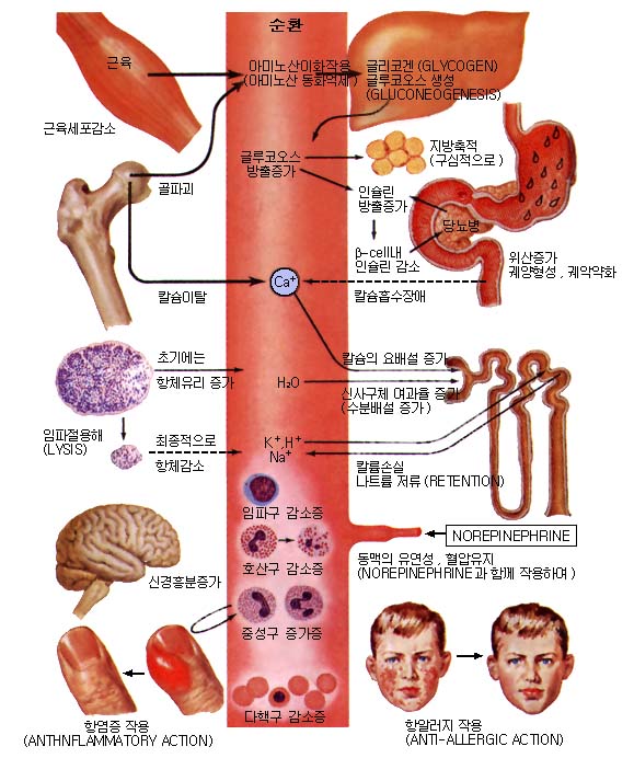 부신피질.jpg