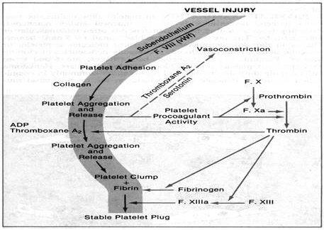 Thrombosis1.jpg