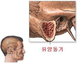 유양돌기1.jpg