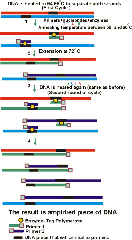 PCR.gif