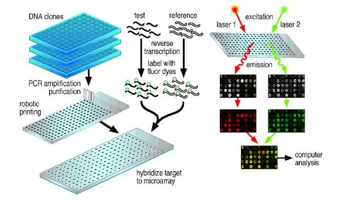 Microarrays.jpg