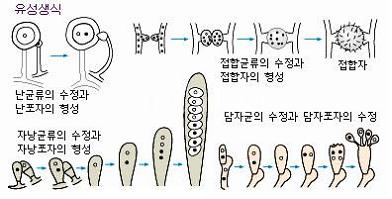 유성.jpg