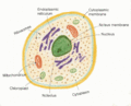 Eukaryote.gif