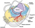 Endomembrane1.jpg