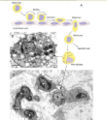 Mechanism2.jpg