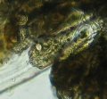 Opercularia ampluscolonia close up.jpg