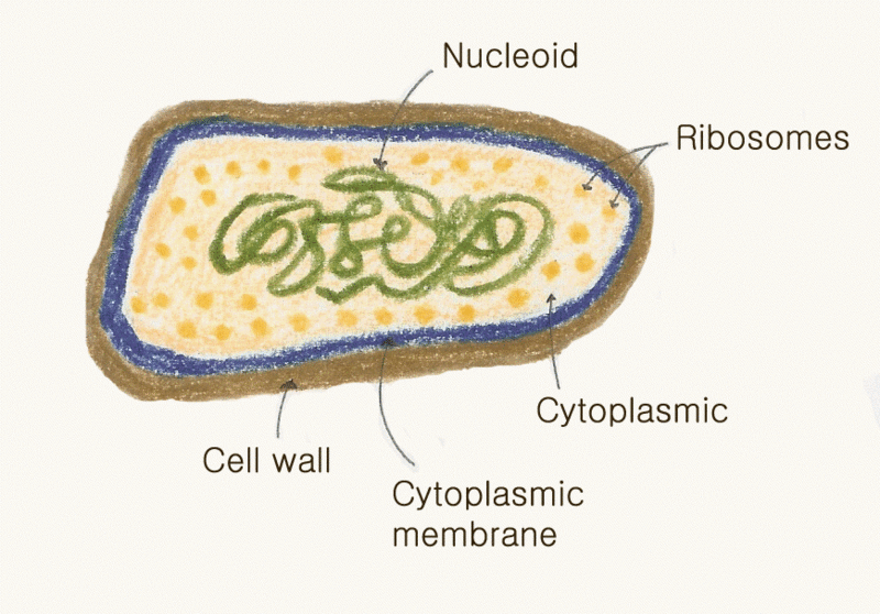 File:Prokaryote.gif