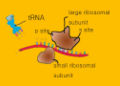 Trna.jpg