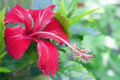 Red Hibiscus.jpg