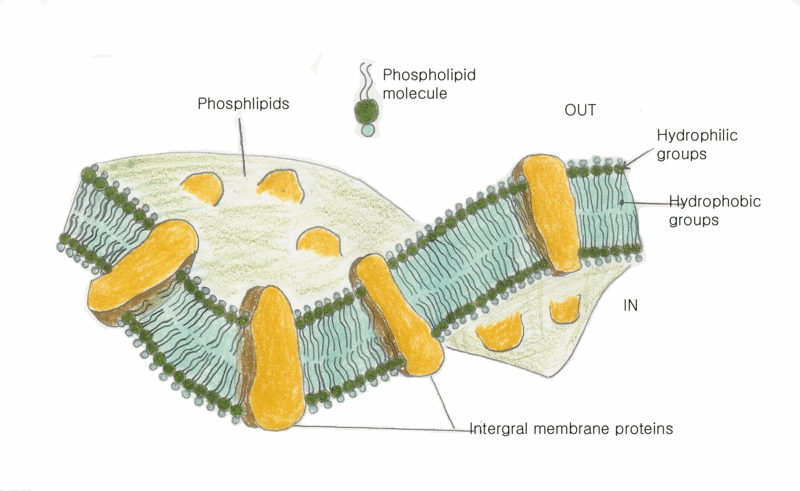 File:Membrane.gif